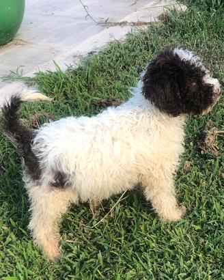 Lagotto romagnolo