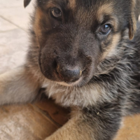 Cuccioli pastore tedesco