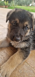 Cuccioli pastore tedesco