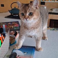 Scottish straight gattino