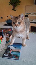 Scottish straight gattino