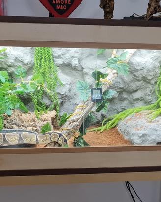 Terrario e serpente pitone