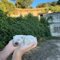 Cuccioli di pastore abruzzese