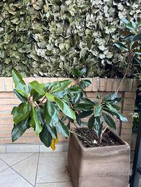 Pianta di magnolia nana in vaso