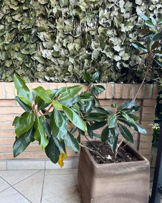 Pianta di magnolia nana in vaso