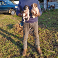 Disponibili cuccioli di bordercollie