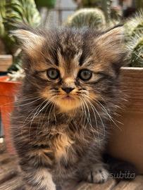 Gatto Persiano