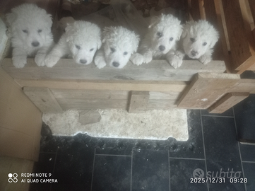 Cuccioli di pastore maremmano