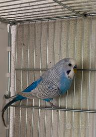 Disponibili cocorite