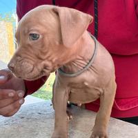 American Pitbull terrei ukc