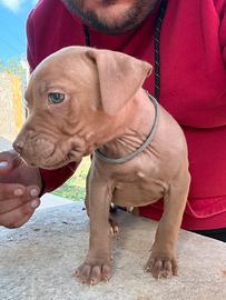 American Pitbull terrei ukc