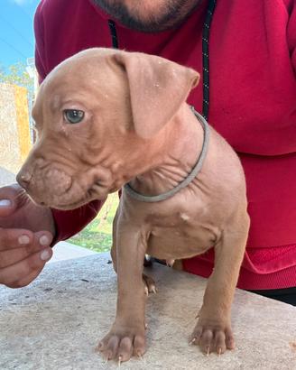 American Pitbull terrei ukc