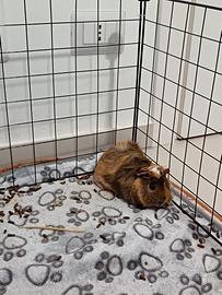Cavia di pochi mesi