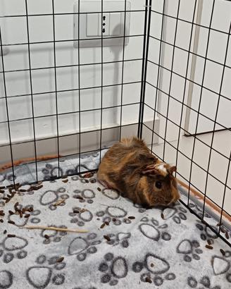 Cavia di pochi mesi