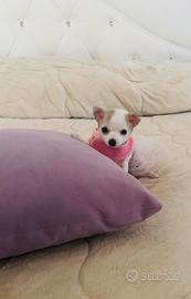 Chihuahua