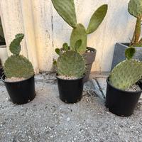 Piante fico d’india