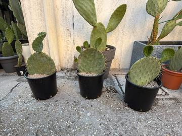 Piante fico d’india