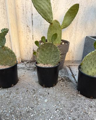 Piante fico d’india