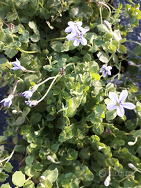 Isotoma fluviatilis