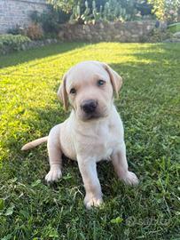 Cuccioli Labrador Retriever