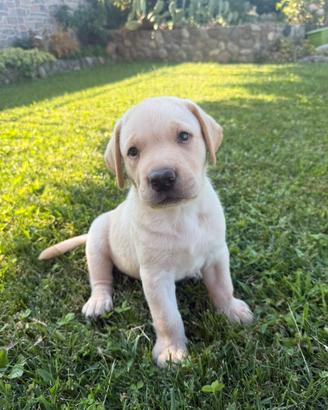 Cuccioli Labrador Retriever