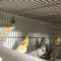 Pappagallo Calopsitte