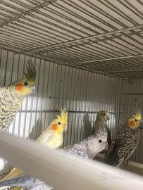 Pappagallo Calopsitte