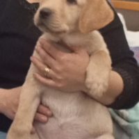 Cucciola di Labrador