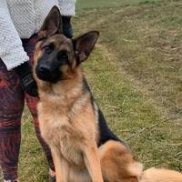 Cuccioloni pastore tedesco