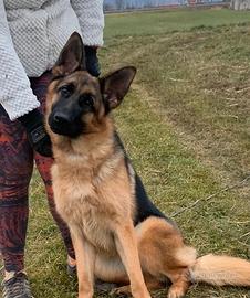 Cuccioloni pastore tedesco