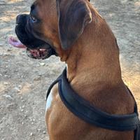 Boxer femmina per accoppiamento