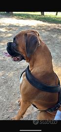 Boxer femmina per accoppiamento