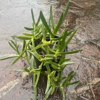 Piante di Carpobrotus