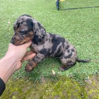 Bassotto Nano Arlecchino-Silver maschio