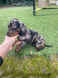 Bassotto Nano Arlecchino-Silver maschio