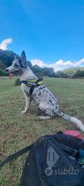 Cucciolo border collie