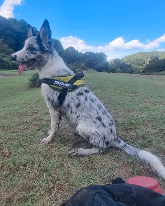 Cucciolo border collie