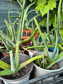 Piante di aloe