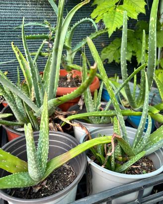 Piante di aloe