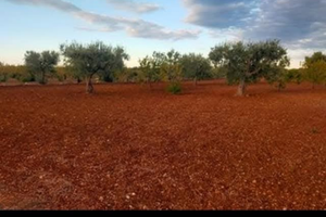 Terreno 3800 m² ben curato