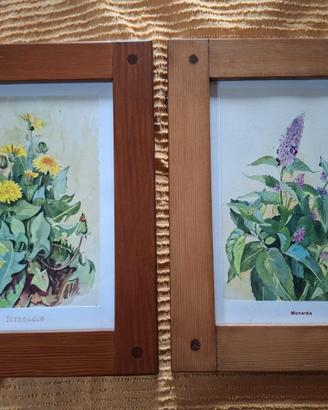50 acquarelli botanici originali di Sanguineti