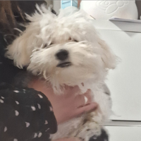 Maltese piccola taglia