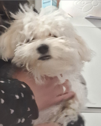Maltese piccola taglia