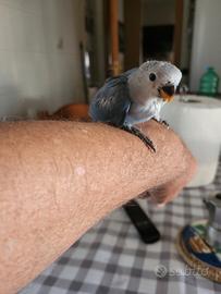 Animali