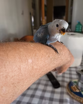 Animali