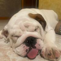 Bulldog inglese maschietto