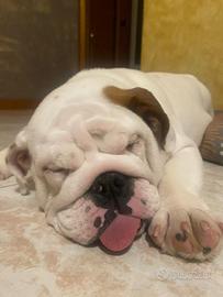 Bulldog inglese maschietto