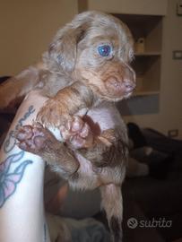 Bassotto tedesco arlecchino