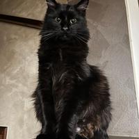 CUCCIOLI MAINE COON BLACK SOLID da allevamento