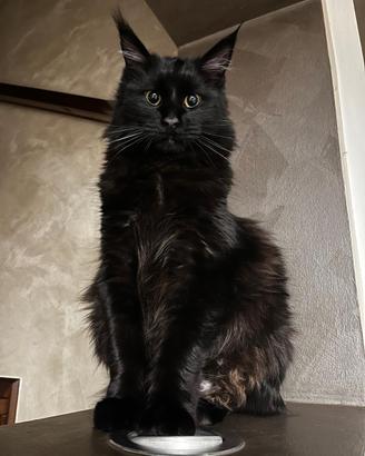 CUCCIOLI MAINE COON BLACK SOLID da allevamento